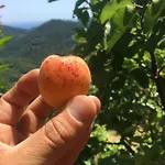 Lavalleggia