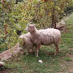 Lavalleggia