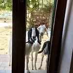 Alojamento de Turismo Rural Lavalleggia