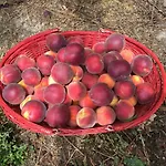Lavalleggia Alojamento de Turismo Rural *