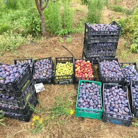 Lavalleggia Alloggio per agriturismo *