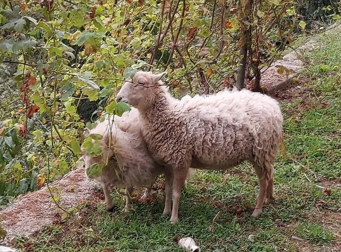 Lavalleggia