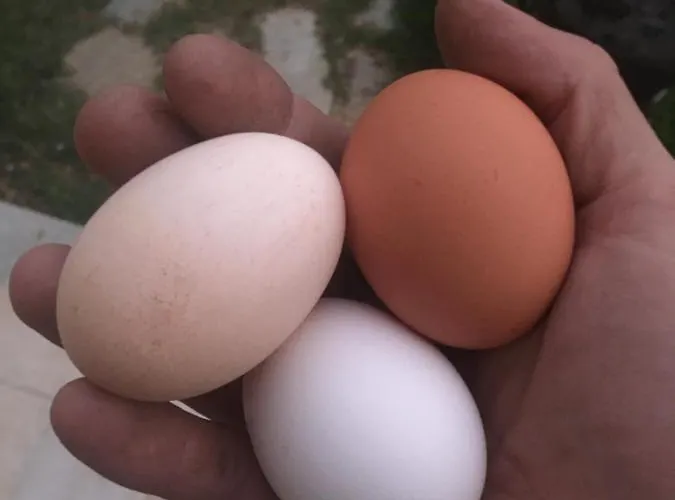 Lavalleggia Фермерский дом