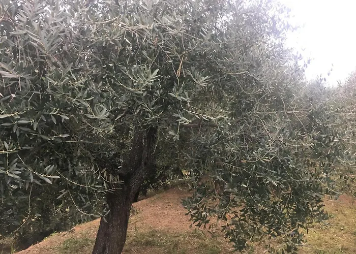 Фермерский дом Lavalleggia Tovo San Giacomo