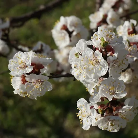 Bauernhof Lavalleggia *
