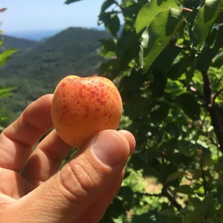 Lavalleggia