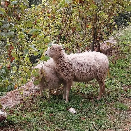 Lavalleggia