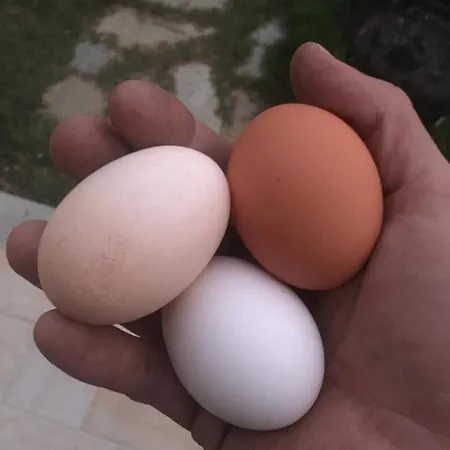 Lavalleggia Vakantieboerderij