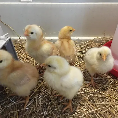Vakantieboerderij Lavalleggia *