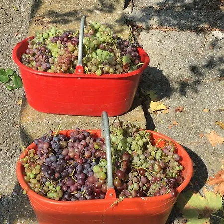 Farma Lavalleggia Tovo San Giacomo