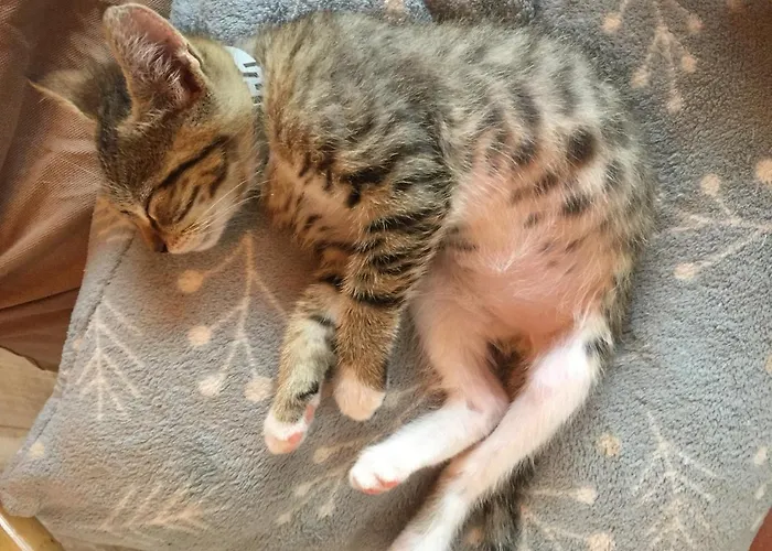 Bauernhof Lavalleggia